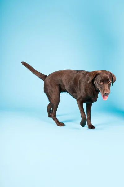 stock image Beautiful Brown labrador retriever isolated on light blue background. Studio shot.