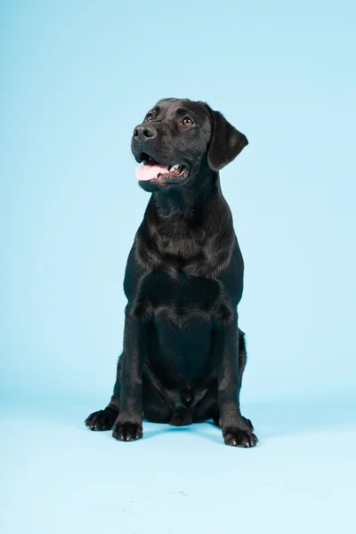 Χαριτωμένο μαύρο labrador retriever απομονώνονται σε γαλάζιο φόντο. Studio που γυρίστηκε. — Φωτογραφία Αρχείου
