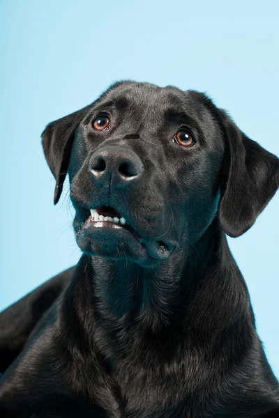 Aranyos fekete labrador retriever elszigetelt világoskék háttér. stúdió felvétel. — Stock Fotó