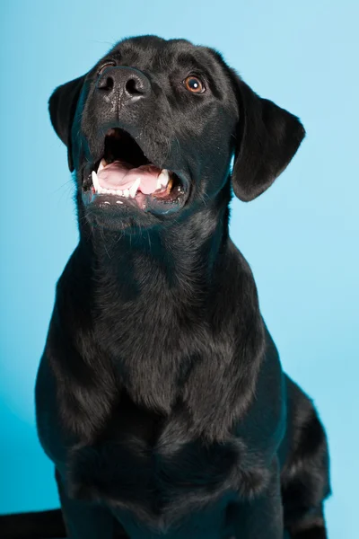 Grazioso labrador nero isolato su sfondo azzurro. Studio girato . — Foto Stock