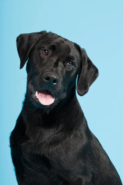 Labrador hitam lucu diambil terisolasi pada latar belakang biru muda. Rekaman studio . — Stok Foto