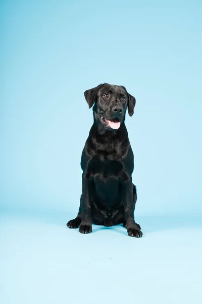 Ładny czarny labrador retriever na białym tle na światło niebieskie tło. łapka. — Zdjęcie stockowe