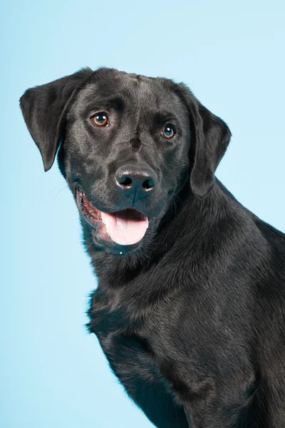 Cute black labrador retriever isolated on light blue background. Studio shot. — Stock Photo, Image