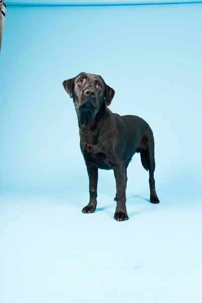 Χαριτωμένο μαύρο labrador retriever απομονώνονται σε γαλάζιο φόντο. Studio που γυρίστηκε. — Φωτογραφία Αρχείου