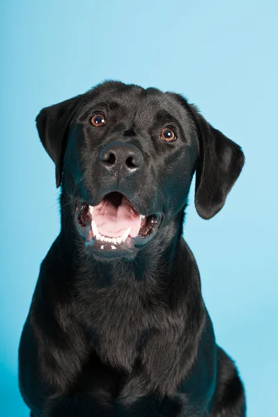 Ładny czarny labrador retriever na białym tle na światło niebieskie tło. łapka. — Zdjęcie stockowe