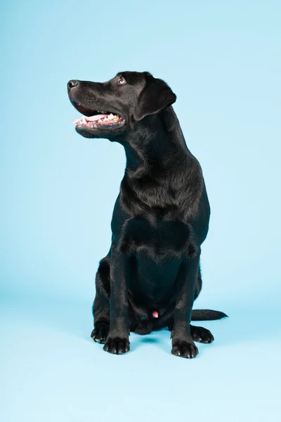 Roztomilý černého labradorského retrívra izolovaných na světle modrém pozadí. Studio záběr. — Stock fotografie