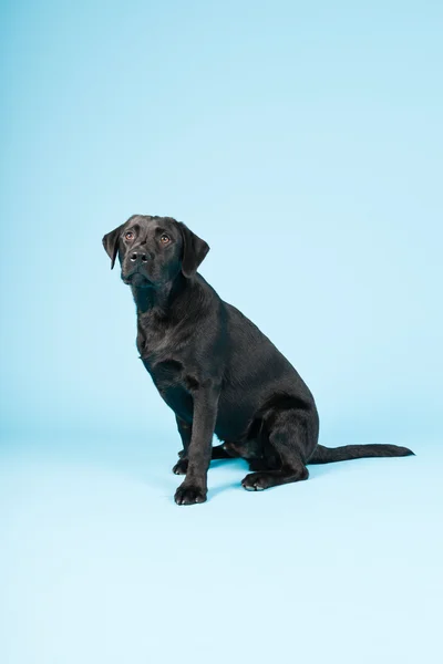 かわいい黒ラブラドル ・ レトリーバー犬明るい青の背景に分離されました。スタジオ撮影. — ストック写真