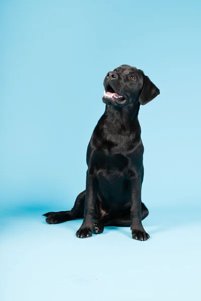 Schattig zwart labrador retriever geïsoleerd op lichte blauwe achtergrond. studio opname. — Stockfoto
