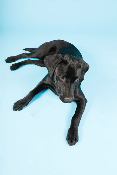 Schattig zwart labrador retriever geïsoleerd op lichte blauwe achtergrond. studio opname. — Stockfoto