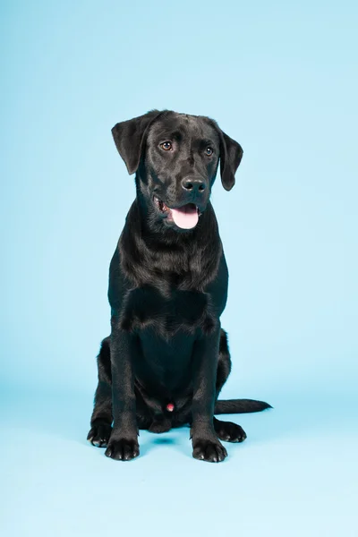 Söt svart labrador retrieveren isolerad på ljusblå bakgrund. Studio skott. — Stockfoto