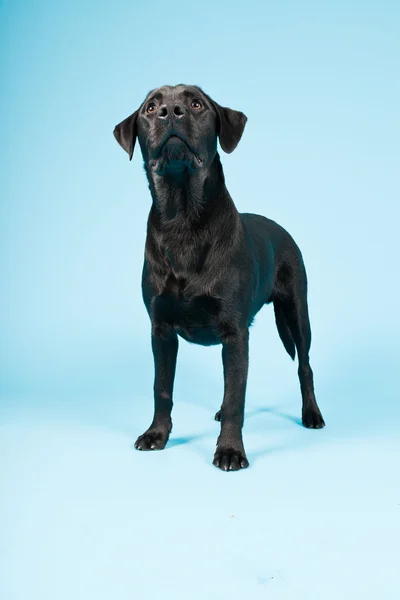 Stock image Cute black labrador retriever isolated on light blue background. Studio shot.