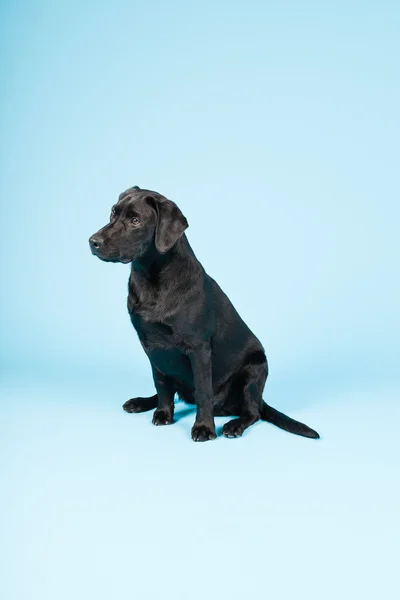 Mignon labrador noir récupérateur isolé sur fond bleu clair. Plan studio . — Photo