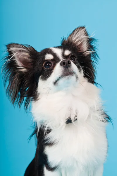 Mignon Chihuahua noir et blanc isolé sur fond bleu clair. Cheveux longs. Portrait studio . — Photo