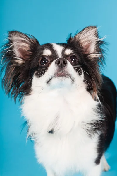 Lindo Chihuahua blanco y negro aislado sobre fondo azul claro. Cabello largo. Retrato de estudio . —  Fotos de Stock