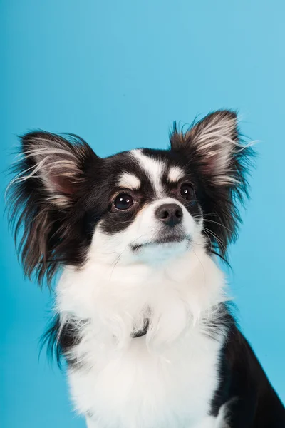 Mignon Chihuahua noir et blanc isolé sur fond bleu clair. Cheveux longs. Portrait studio . — Photo