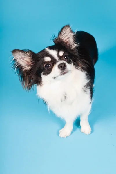Chihuahua bonito preto e branco isolado no fundo azul claro. Cabelo comprido. Retrato de estúdio . — Fotografia de Stock