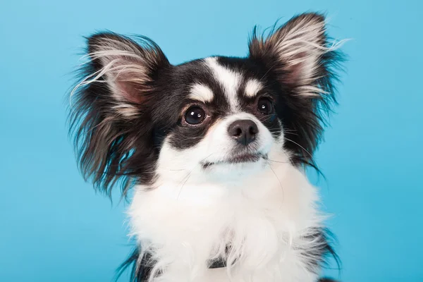 Niedlichen Chihuahua schwarz und weiß isoliert auf hellblauem Hintergrund. lange Haare. Studioporträt. — Stockfoto