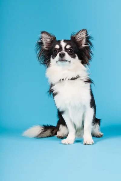 Lindo Chihuahua blanco y negro aislado sobre fondo azul claro. Cabello largo. Retrato de estudio . —  Fotos de Stock