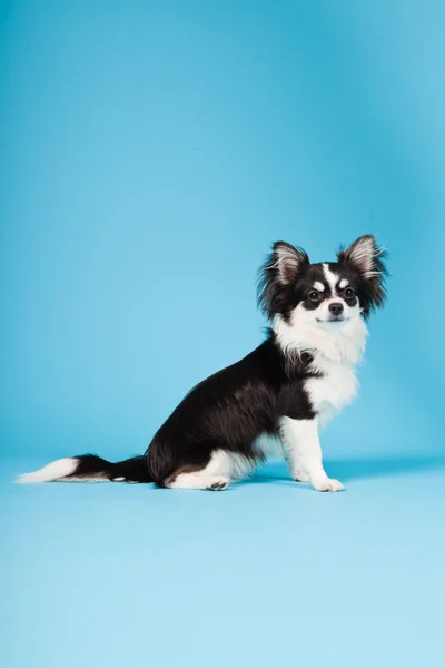 Carino Chihuahua bianco e nero isolato su sfondo azzurro. Capelli lunghi. Ritratto studio . — Foto Stock