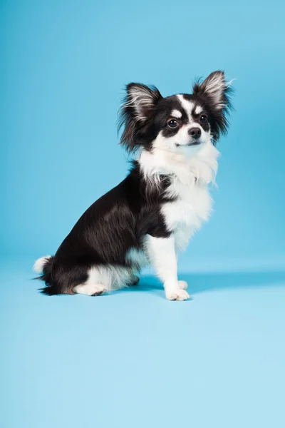 Cute Chihuahua black and white isolated on light blue background. Long hair. Studio portrait. — Stock Photo, Image