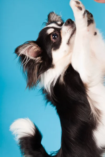 Χαριτωμένο chihuahua μαύρο και άσπρο απομονώνονται σε γαλάζιο φόντο. μακριά μαλλιά. στούντιο πορτρέτου. — Φωτογραφία Αρχείου