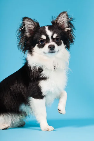 Cute Chihuahua black and white isolated on light blue background. Long hair. Studio portrait. — Stock Photo, Image