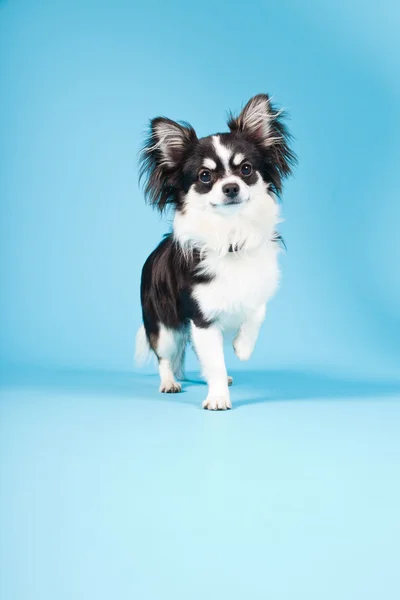 Lindo Chihuahua blanco y negro aislado sobre fondo azul claro. Cabello largo. Retrato de estudio . — Foto de Stock