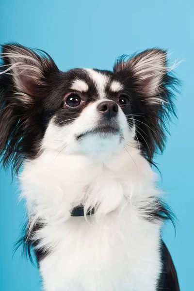 Cute Chihuahua sort og hvid isoleret på lyseblå baggrund. Langt hår. Studieportræt . - Stock-foto