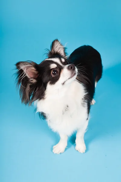 Chihuahua bonito preto e branco isolado no fundo azul claro. Cabelo comprido. Retrato de estúdio . — Fotografia de Stock