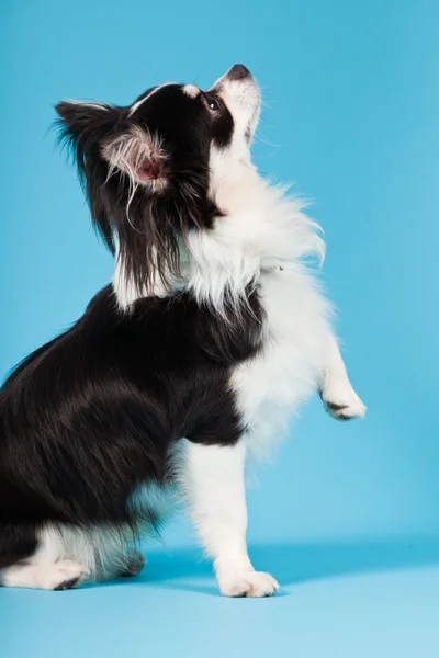 Χαριτωμένο chihuahua μαύρο και άσπρο απομονώνονται σε γαλάζιο φόντο. μακριά μαλλιά. στούντιο πορτρέτου. — Φωτογραφία Αρχείου