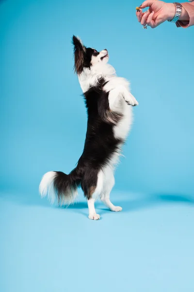 Carino Chihuahua bianco e nero isolato su sfondo azzurro. Capelli lunghi. Ritratto studio . — Foto Stock
