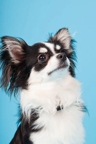 Niedlichen Chihuahua schwarz und weiß isoliert auf hellblauem Hintergrund. lange Haare. Studioporträt. — Stockfoto