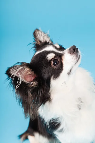 Şirin chihuahua siyah beyaz üzerinde açık mavi renkli izole. uzun saçlı. Stüdyo portre. — Stok fotoğraf