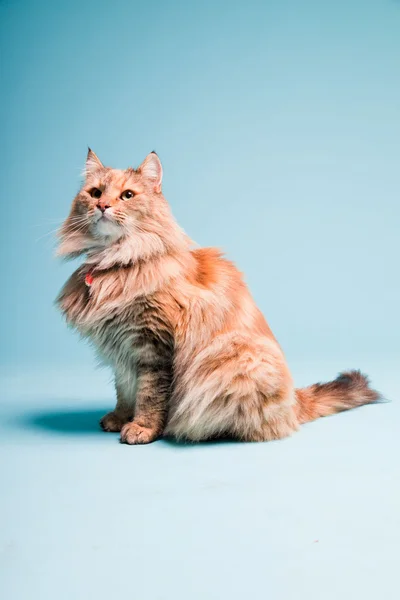 Studio portrait of main coon cat isolated on light blue background. — Stockfoto
