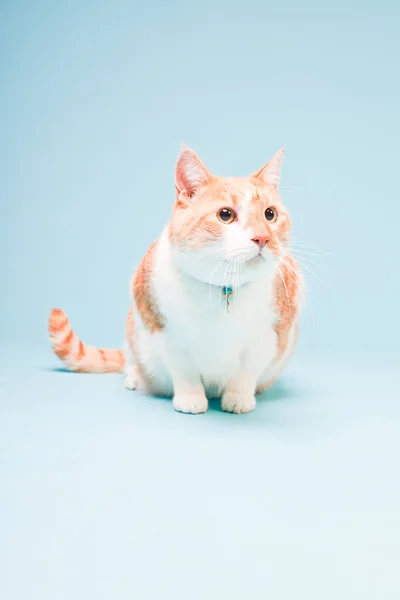Retrato de estudio de gato doméstico blanco y rojo aislado sobre fondo azul claro — Foto de Stock