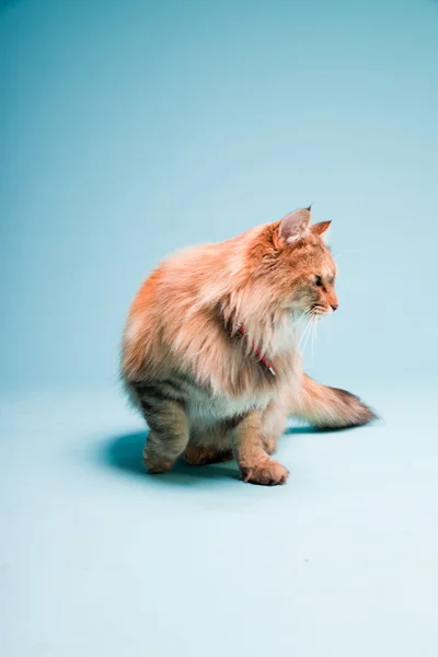 Retrato de estudio del gato mapache principal aislado sobre fondo azul claro . —  Fotos de Stock