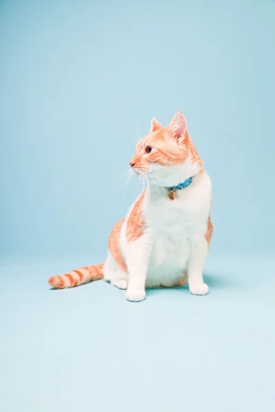 Studio portrait of white and red domestic cat isolated on light blue background — Stock Photo, Image