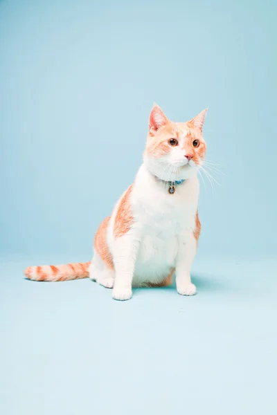 Studio ritratto di gatto domestico bianco e rosso isolato su sfondo azzurro — Foto Stock