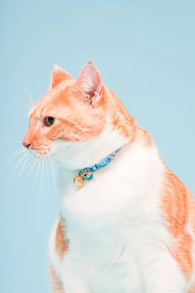 백색과 빨강 고양이 밝은 파란색 배경에 고립의 스튜디오 초상화 — 스톡 사진