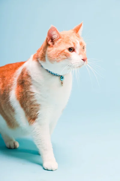 Portrait studio de chat domestique blanc et rouge isolé sur fond bleu clair — Photo