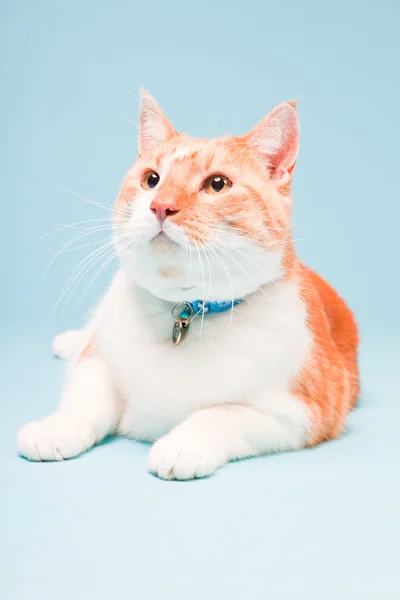 Retrato de estúdio de gato doméstico branco e vermelho isolado no fundo azul claro — Fotografia de Stock