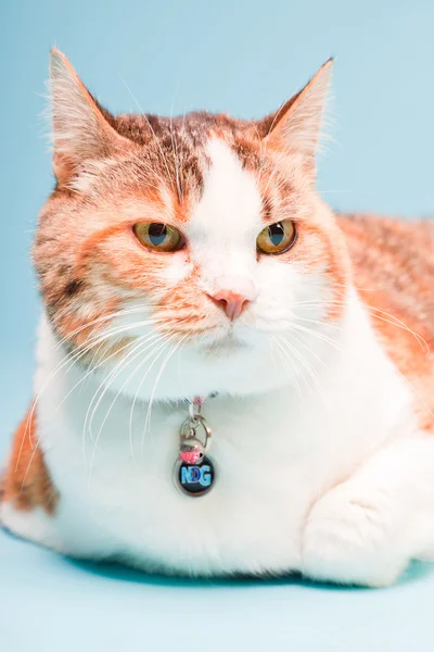 红白色猫浅蓝色背景上隔离室画像 — 图库照片