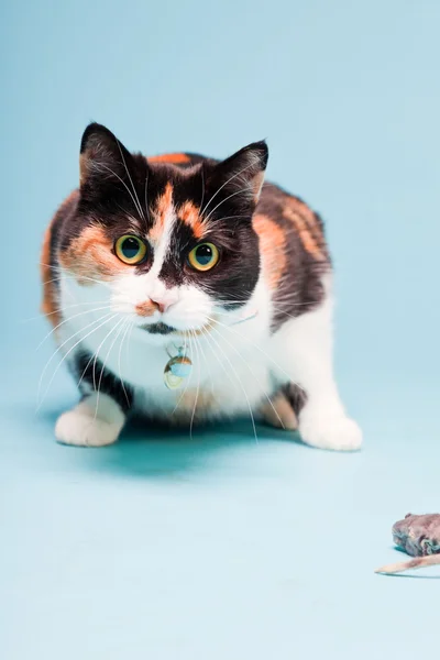 Студийный портрет пятнистой домашней кошки на голубом фоне — стоковое фото