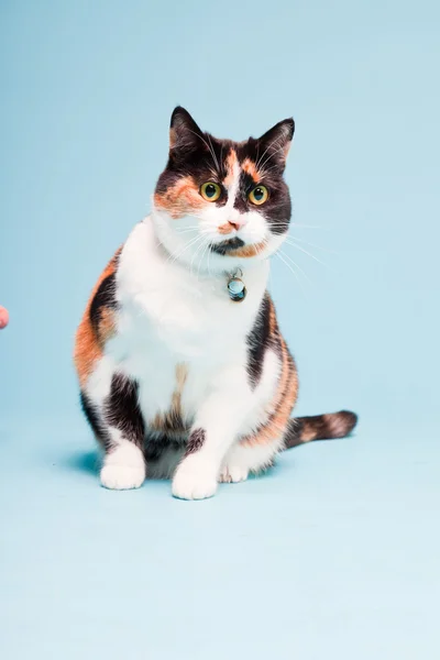 Estudio retrato de gato doméstico manchado aislado sobre fondo azul claro —  Fotos de Stock