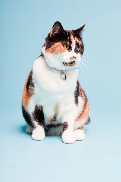 Estúdio retrato de gato doméstico manchado isolado no fundo azul claro — Fotografia de Stock
