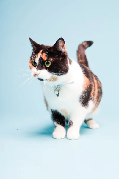 Studio shot of spotted domestic cat isolated on light blue background. — Stock Photo, Image