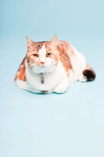 Studio portrait of red white cat isolated on light blue background — Stock Photo, Image
