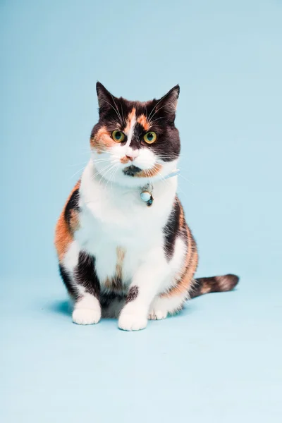 Studio portrait of spotted domestic cat isolated on light blue background — Stockfoto