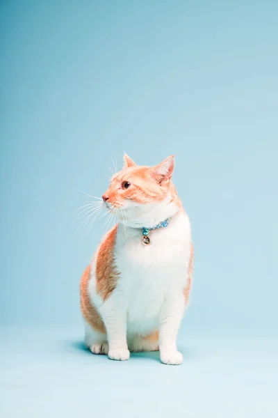 Στούντιο πορτρέτο των λευκών και ερυθρών οικόσιτης γάτας που απομονώνονται σε γαλάζιο φόντο — Φωτογραφία Αρχείου
