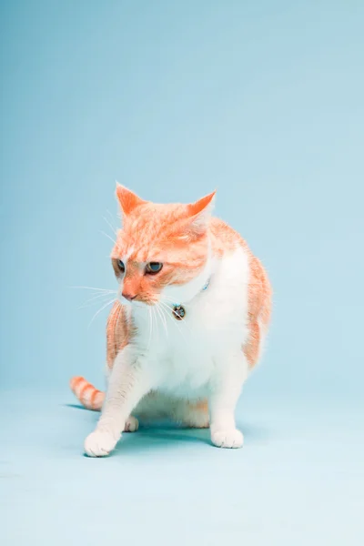 Studio portrait of white and red domestic cat isolated on light blue background — Stock Photo, Image